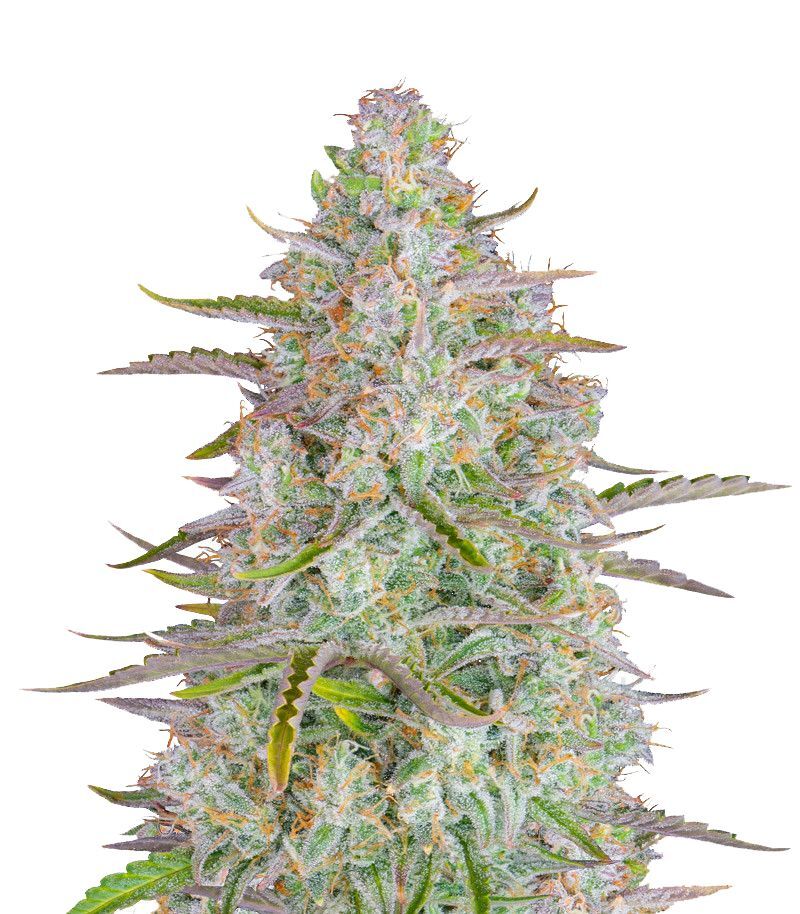 Wedding Cheesecake Auto, Фасовка: 1